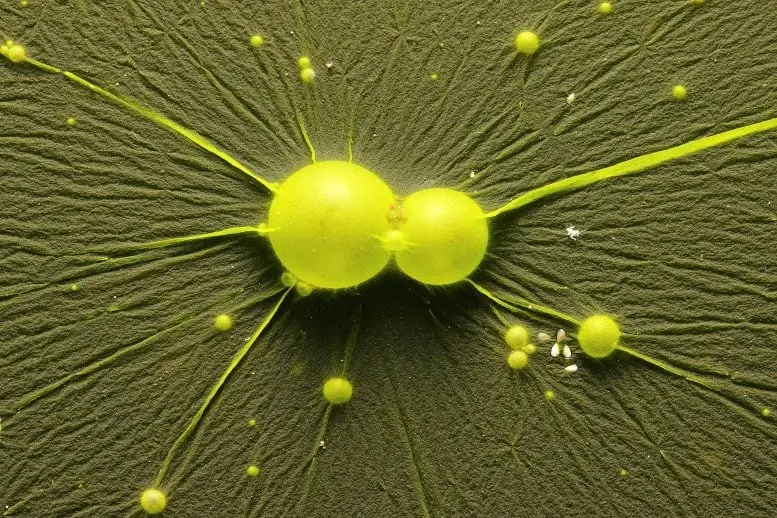 سایانوباکتریها (Cyanophyta) روی سطح آب