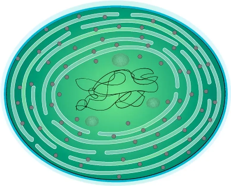 تصویرسازی سایانوباکتریها