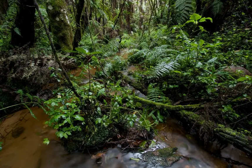 Nectophrynoides viviparus در مجموعهای از زیستگاههای تانزانیا یافت میشود.