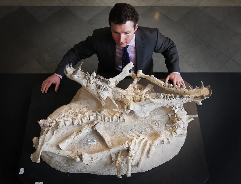 عکسی از یک فسیل Archaeotherium در حراجی در لندن در سال ۲۰۱۱.