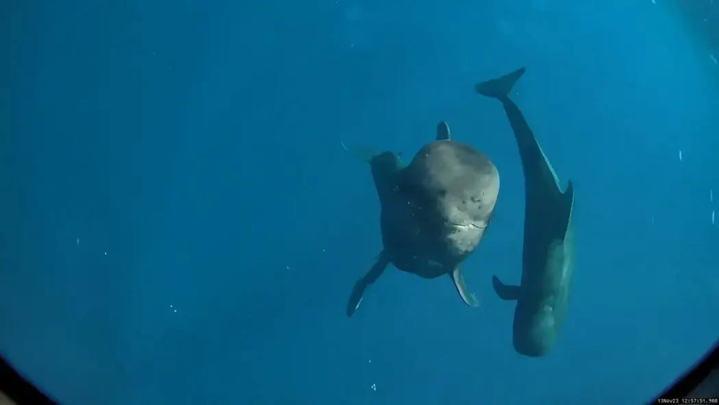 نهنگ‌های خلبان کوتاه‌دم هاوایی