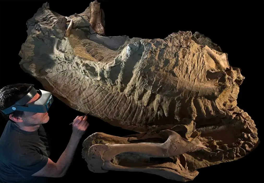 تایلر کیلور، آماده‌ساز فسیل از دانشگاه شیکاگو، در حال کار روی مومیایی یک دایناسور نوک‌اردکی نوجوان به نام «اِد جونیور». این حیوان حدود ۶۶ میلیون سال پیش در اثر سیلاب پوشیده شده و اسکلت فسیل‌شده‌اش به همراه بخش‌های وسیعی از پوست پولک‌دار و چروکیده و یک تاج گوشتی بلند بر پشتش در لایه‌ای نازک از رس حفظ شده است.