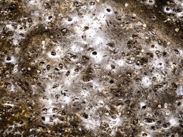 عنکبوت اتحادیه اروپا، آلبانی و یونان