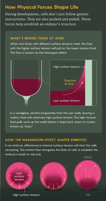 چگونه ژن‌ها از فیزیک برای رشد موجودات زنده بهره می‌برند