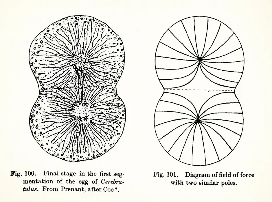 تصاویر از کتاب 1917 دارسی تامسون «در رشد و فرم»