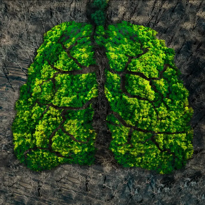 جنگلی با شکل ریه‌های سبز که پس از آتش‌سوزی ویرانگر بازسازی می‌شود.