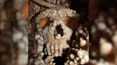 آدم آلتمورا