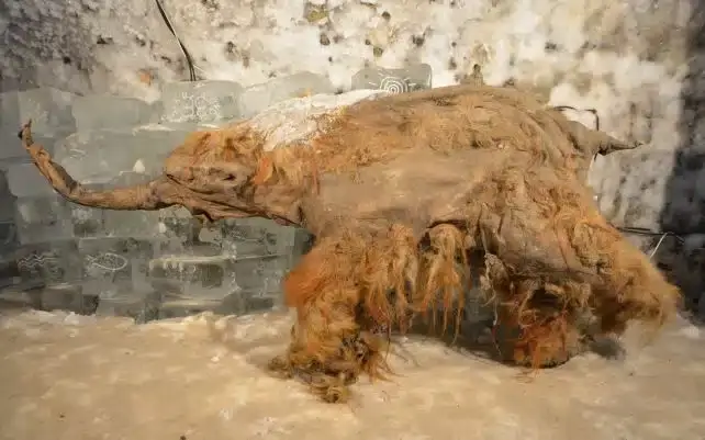 یوکا هماکنون به نمایش گذاشته شده است