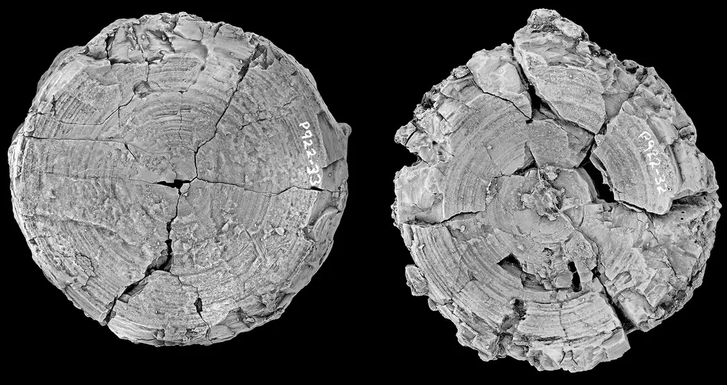 تشکیل داروین – مهرهٔ غول‌پیکر لامنیفرم