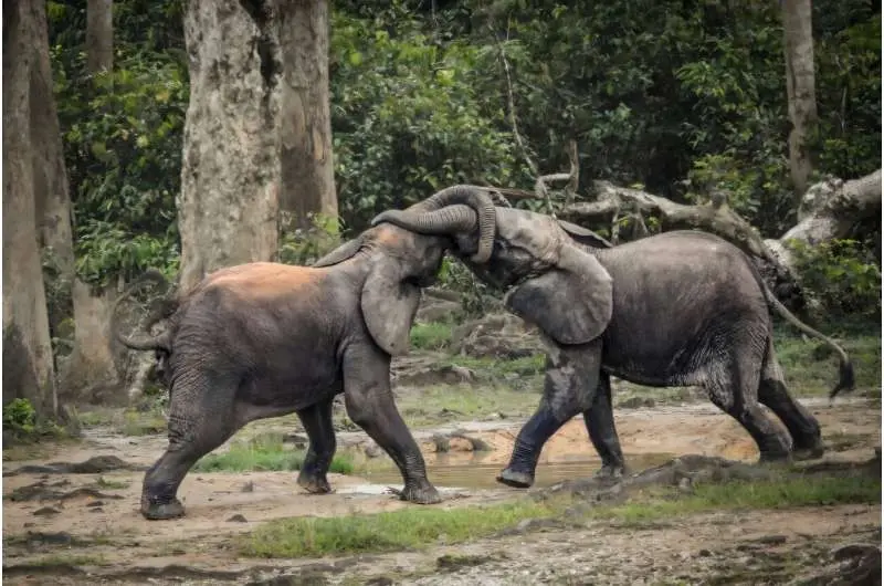 فیل‌های جنگلی آفریقا نسبت به فیل‌های ساوانای آفریقا کوچک‌ترند