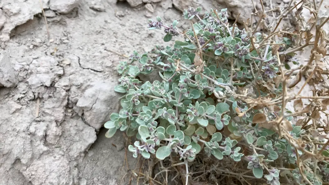 T. oblongifolia در دره مرگ، کالیفرنیا رشد می‌کند.