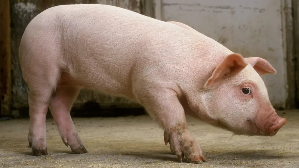 خوک مینی‌پینی صورتی در نمای پروفایل