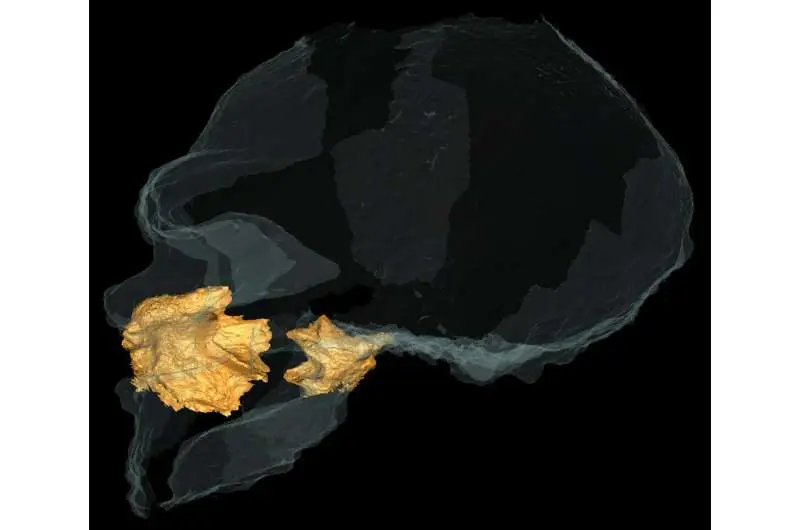 نگاهی به داخل بینی نئاندرتال بهخوبی حفظشده برای حل رمزی دربارهٔ چهرهٔ نیاکانمان