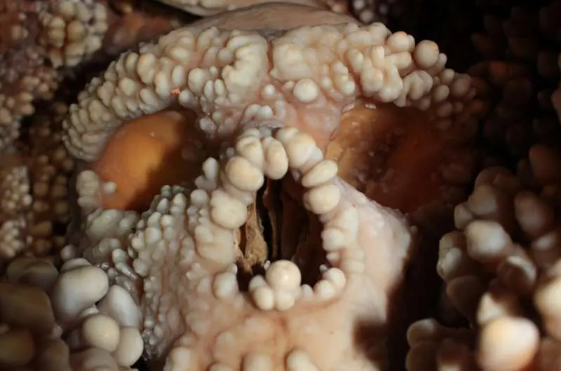 نگاهی به داخل بینی نئاندرتال بهخوبی حفظشده برای حل رمزی دربارهٔ چهرهٔ نیاکانمان