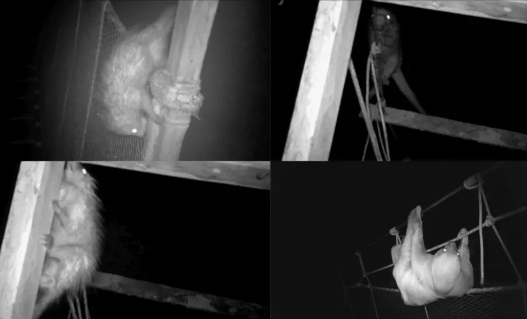 بزرگراه‌های پنهان حیوانات در آمازون، مسیرهای شگفت‌انگیزی که به بقای حیات‌وحش کمک می‌کنند