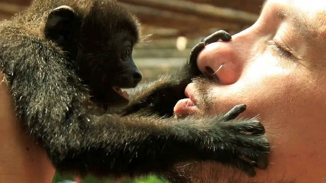 یک گردشگر در مرکز نجات حیوانات جاگوار در پورتو وییجهد لیمون، کوستاریکا، در ۲۵ آگوست ۲۰۱۰، به یک میمون بوسه میزند. یک مطالعهٔ جدید در روز سهشنبه نشان داد که اولین بوسه بین پریماتهای اولیه بوده است.