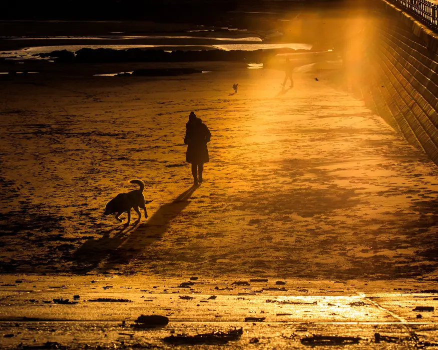شخصی که در ساحل اسکاربرو در هنگام طلوع آفتاب زمستانی، سگ خود را می‌برد