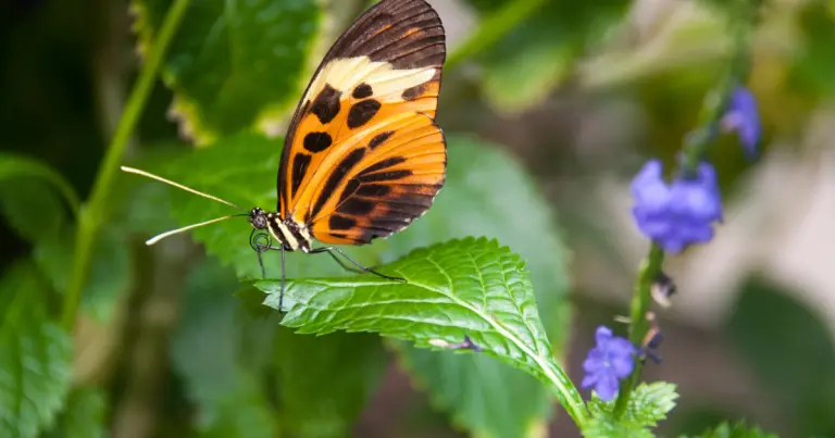 یک پروانه نارنجی و قهوه‌ای که روی برگی به رنگ سبز روشن نشسته است.