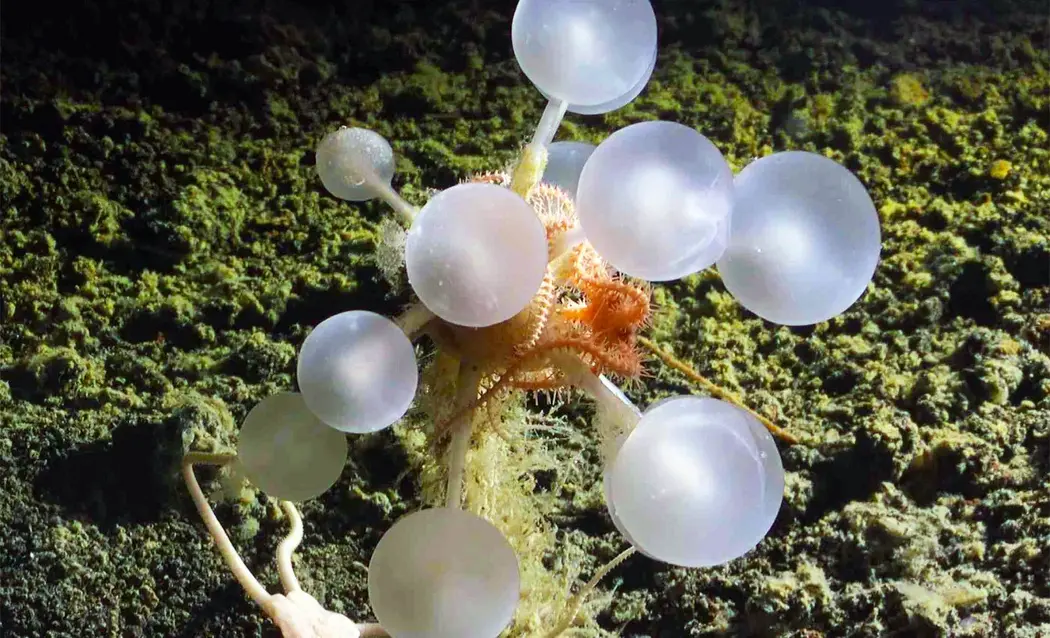 اسفنج دریایی کشنده، که تاکنون مشابهی ندیدهایم، حیوانات زنده را به دام میاندازد و میخورد