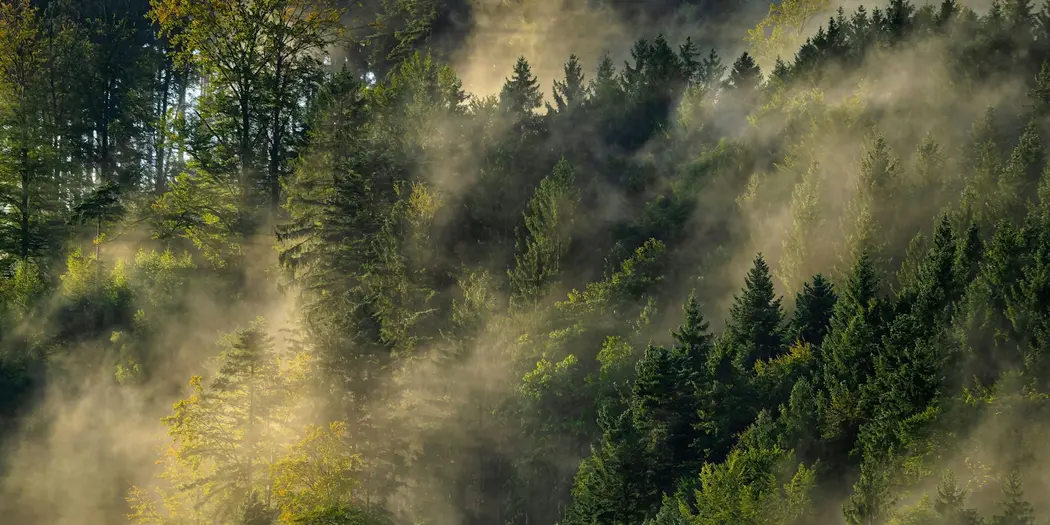 جنگلی مهپوش، درخشان در نور طلایی خورشید