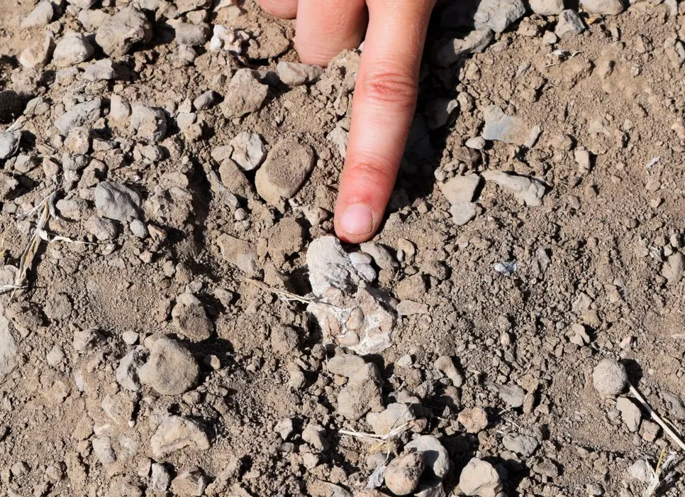 استخوان فک فسیل‌شده‌ای که از همان مکانی که پای بورته‌له استخراج شد، قبل از استخراج به‌صورت قطعات در زمین ظاهر می‌شد.