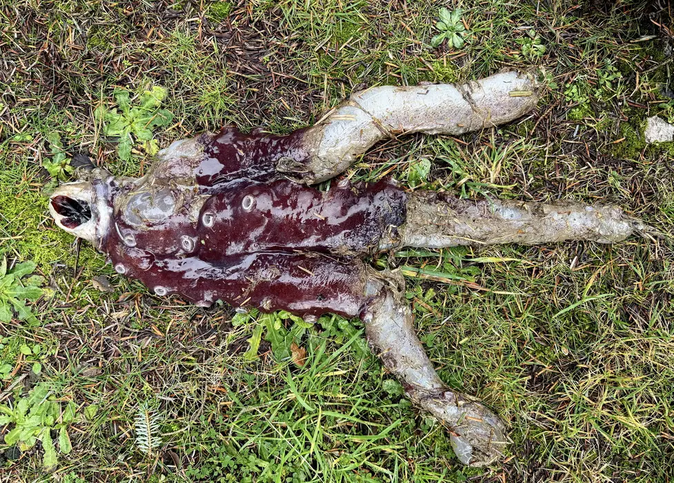 بقایای اختاپوس مرموز.