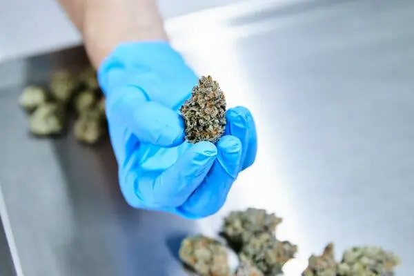 دست در دستکش آبی یک قطعه گل کانابیس را در دست دارد.