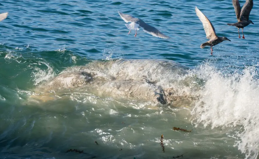 ادارهٔ ماهی و شکار آلاسکا نهنگ را در خلیج یونالاسکا به اداره ملی اقیانوس‌ها و جو در تاریخ ۴ دسامبر گزارش کرد. شبکه رصد پستانداران دریایی آلاسکا گفت که علت مرگ مشخص نیست.