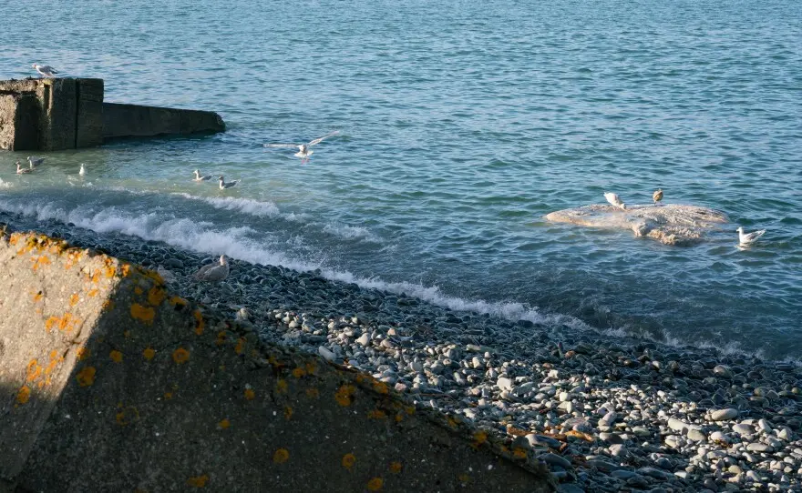 ادارهٔ ماهی و شکار آلاسکا نهنگ را در خلیج یونالاسکا به اداره ملی اقیانوس‌ها و جو در تاریخ ۴ دسامبر گزارش کرد. شبکه رصد پستانداران دریایی آلاسکا گفت که علت مرگ مشخص نیست.