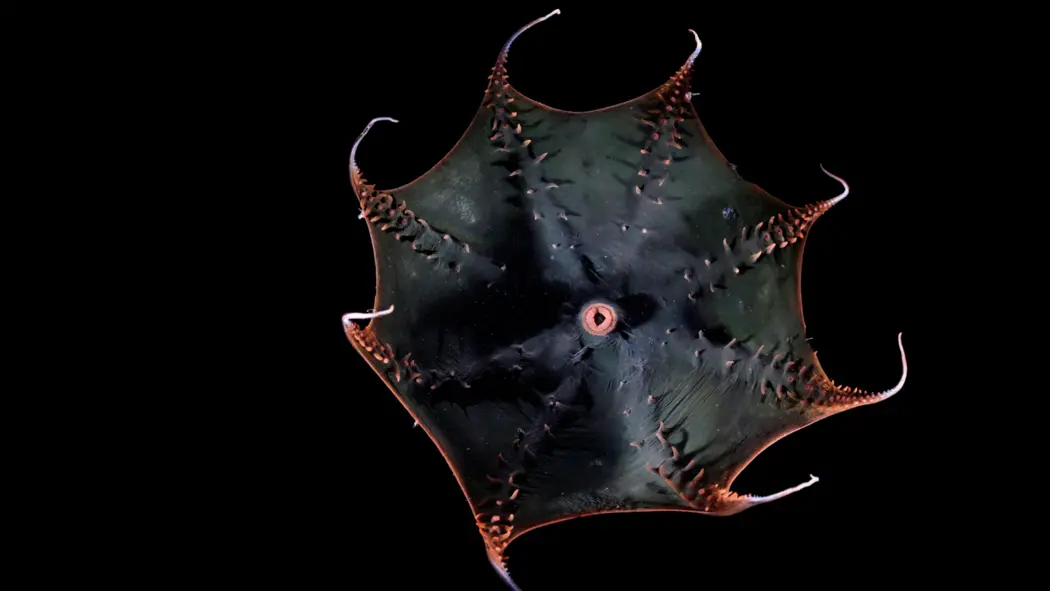 اسکایپوس خون‌آشام (Vampyroteuthis infernalis)، که بازوهایش را در اعماق دریا باز می‌کند.