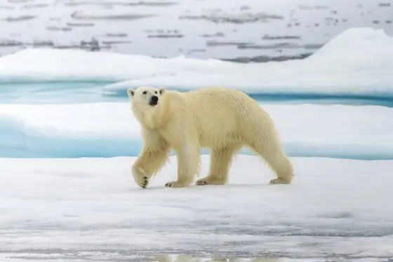 ژن‌های مرتبط با استرس حرارتی، پیری و متابولیسم در خرس‌هایی که در اقلیم‌های گرم‌تر زندگی می‌کنند، رفتار متفاوتی نشان دادند.