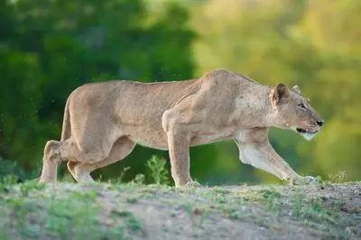 یک شیر ماده در حالت خمیده‌ی پایین، در حال تعقیب هدفی که در تصویر نشان داده نشده است.