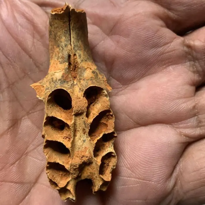 برای اولین بار، ثبت شد که زنبورها از استخوانها برای ساخت لانه و تخمگذاری در یک غار کارائیبی استفاده میکردند.