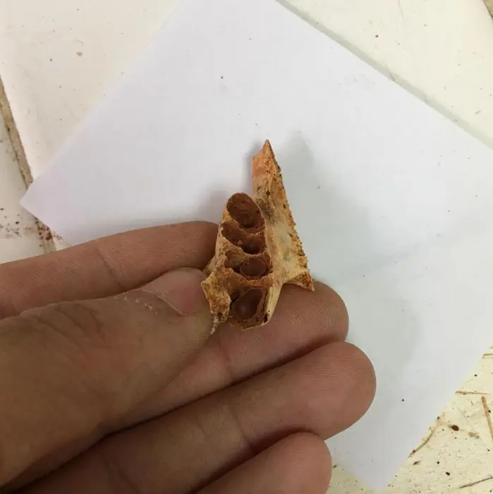 انبوهی از استخوانهای فسیلی محلی برای لانههای کوچک باستانی زنبورها بود که در حفرههای خالی دندانها ساخته شده بودند.