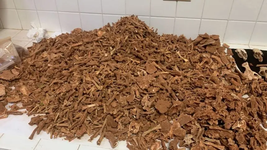 تیم پژوهشی فسیلهای گونههای مختلف مهرهداران را جمعآوری کرد.