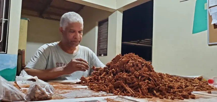 لانههای زنبور به عنوان Osnidum almontei، به نام Juan Almonte Milan طبقهبندی شدهاند.