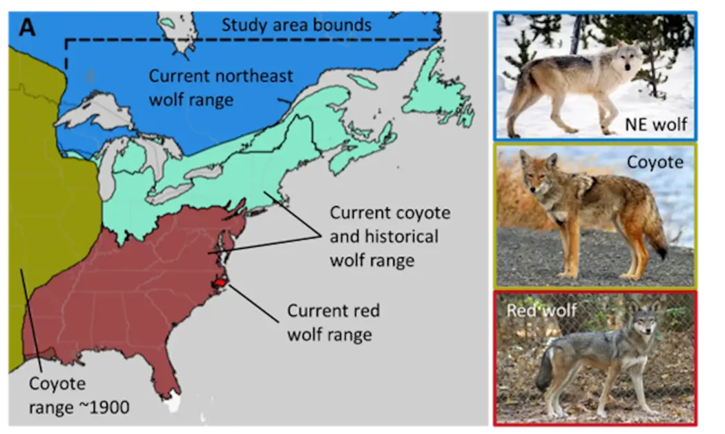 نقشه‌ای از مرکز تا شرق آمریکای شمالی. بخش‌هایی از جنوب کانادا به عنوان «محدودهٔ فعلی گرگ‌های شمال‌شرقی» نشان داده شده‌اند، شمال‌شرقی ایالات متحده به عنوان «محدودهٔ فعلی سگ‌کلفت و تاریخی گرگ» نشان داده شده است، بقیهٔ جنوب و شرق ایالات متحده به عنوان «محدودهٔ گرگ سرخ» نشان داده شده‌اند و در سمت غرب «محدودهٔ سگ‌کلفت ~۱۹۰۰» نشان داده شده است.