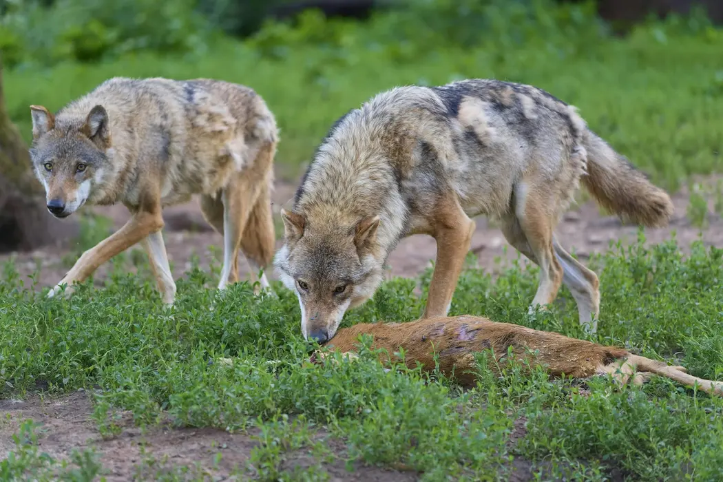 دو گرگ که از میان علف‌ها عبور می‌کنند. یکی در حال بو کشیدن از یک گوزن مرده روی زمین است