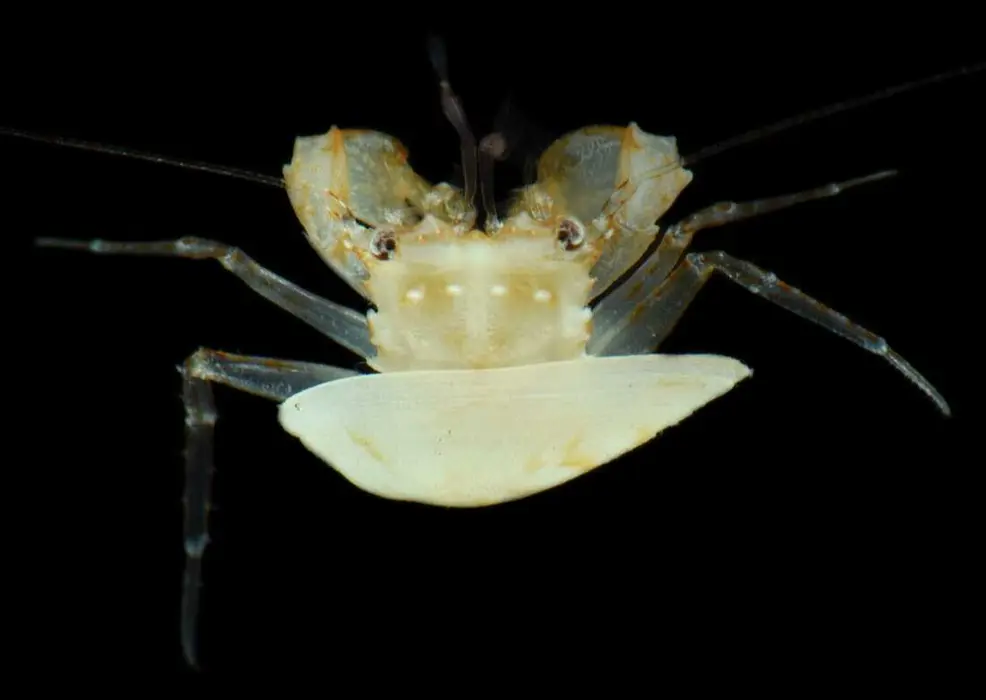 خرچنگ تنهایی که به یک صدف الصدفی چسبیده است.