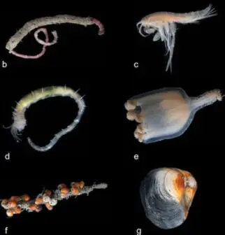 جانداران هیدرات فریا