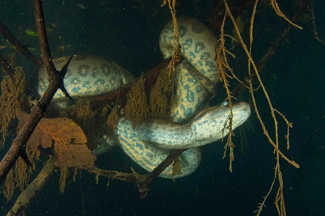 آناکوندا سبز