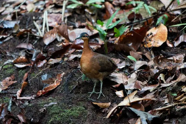 پرنده‌ای کوچک با پرهای سرخ‌قهوه‌ای که بر روی کف جنگل ایستاده است.