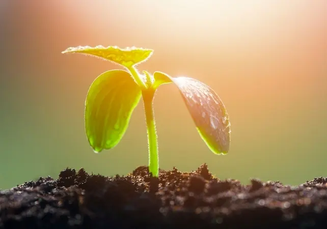 گیاه کوچک در نور خورشید