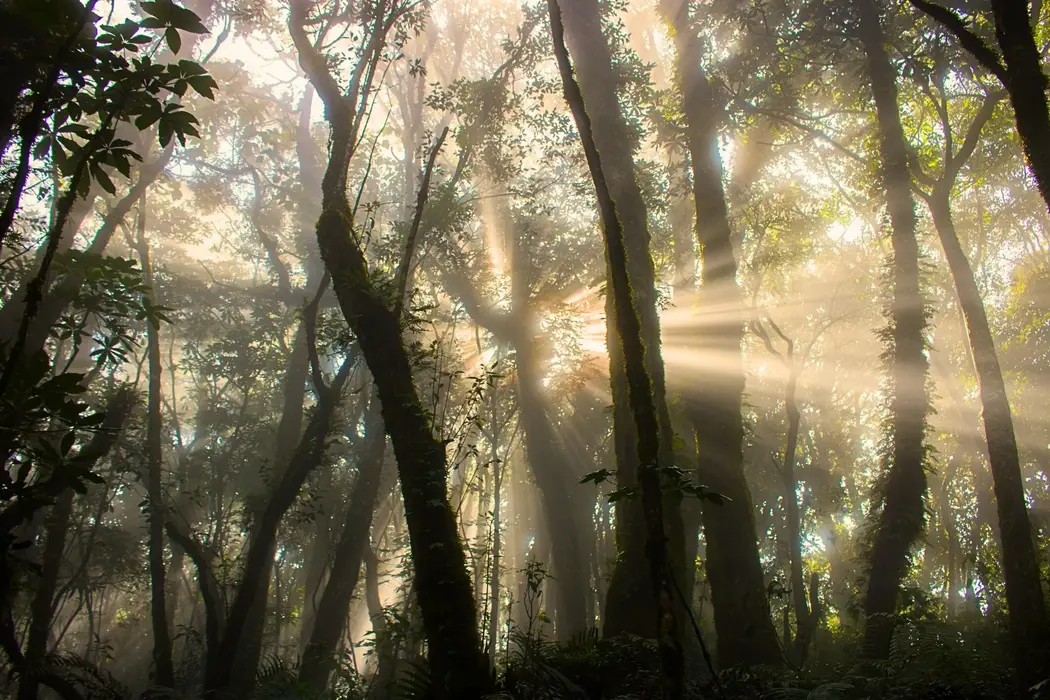 جنگل گواتمالا