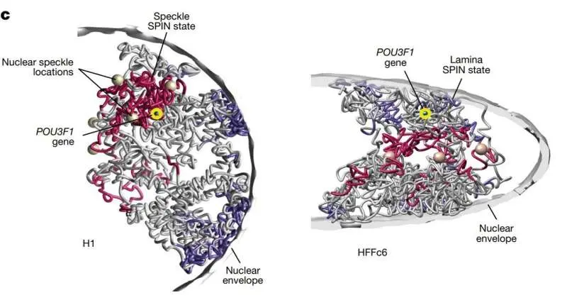 مطالعه جدید نقشه سهبعدی دقیق کروموزومهای انسانی در هسته سلول را نشان میدهد