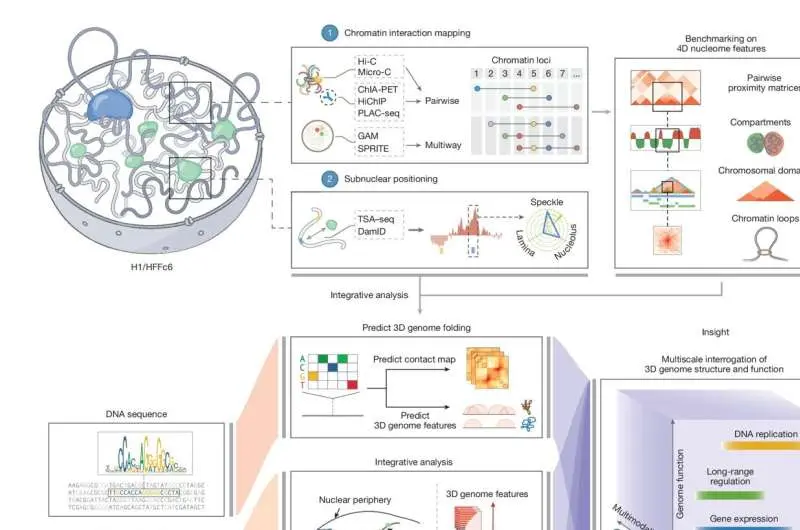 مطالعه جدید نقشه سهبعدی دقیق کروموزومهای انسانی در هسته سلول را نشان میدهد