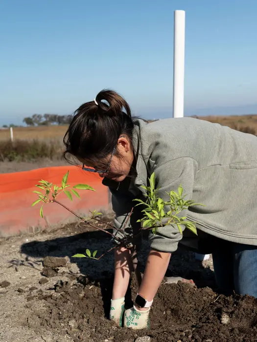 شینا لی، داوطلب سازمان غیرانتفاعی «حفظ خلیج»، در حال کاشت گونه‌های بومی در پروژهٔ آزمایشی دیوار حفاظتی افقی در حال ساخت در پالو آلتو.