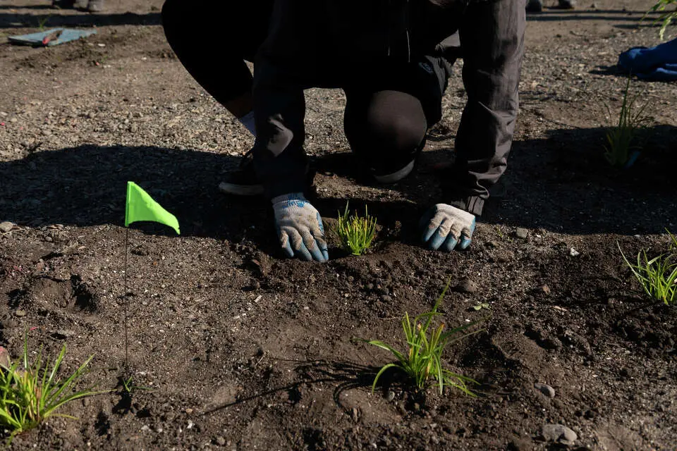 یک داوطلب از «حفظ خلیج» در فرآیند آماده‌سازی پروژهٔ آزمایشی دیوار حفاظتی افقی در حال ساخت در پالو آلتو کمک می‌کند.